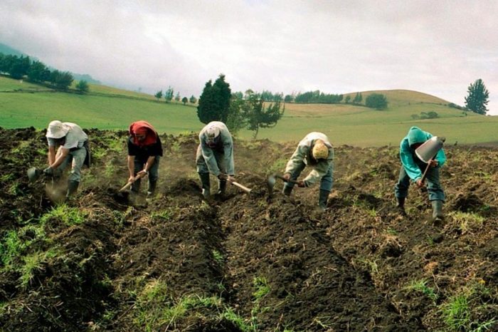 Producción de alimentos en Venezuela