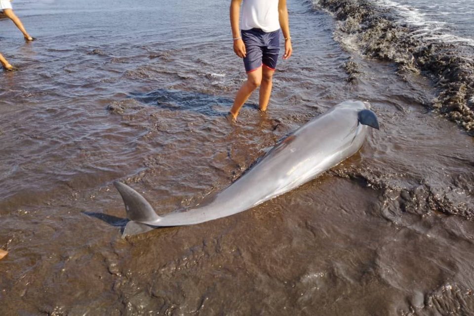 delfines boca de mangle 04.03.2024