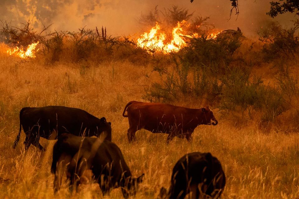 Inparques pide no lastimar a animales fuera de su hábitat por incendios