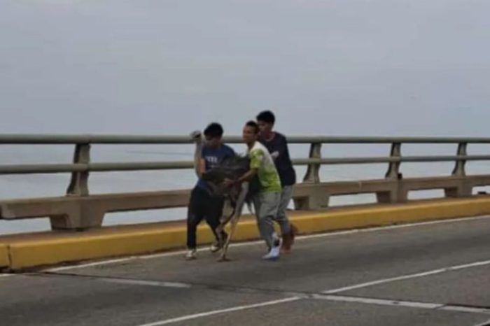 avestruces puente sobre el lago