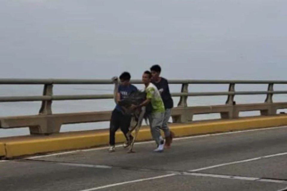 avestruces puente sobre el lago