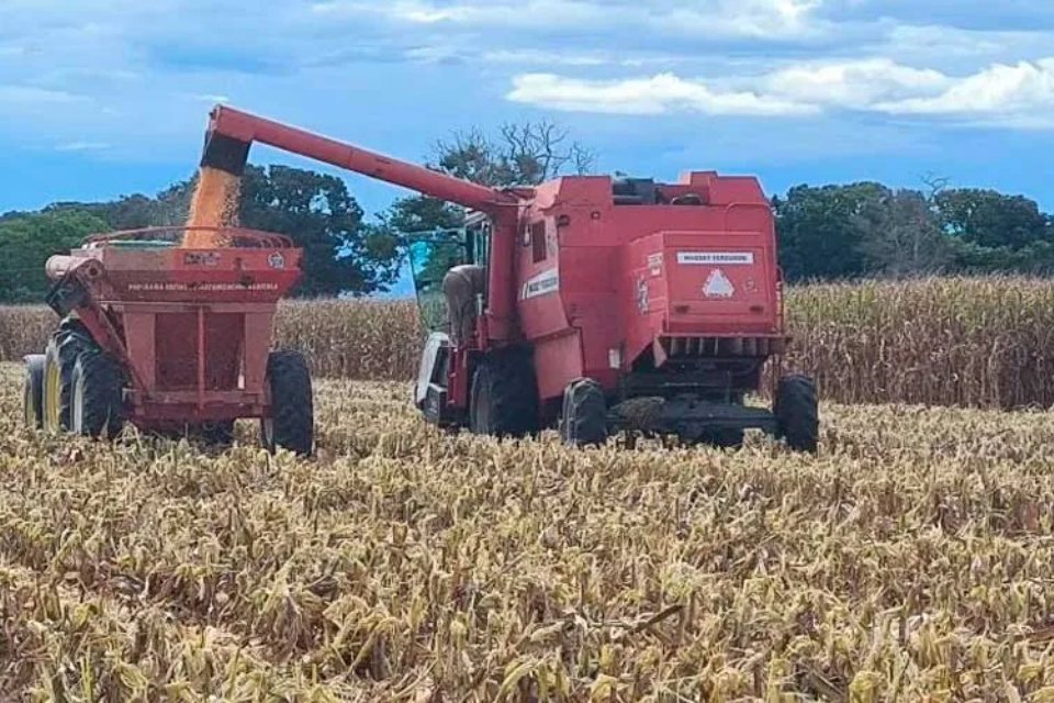 Cultivo Maíz Yaracuy