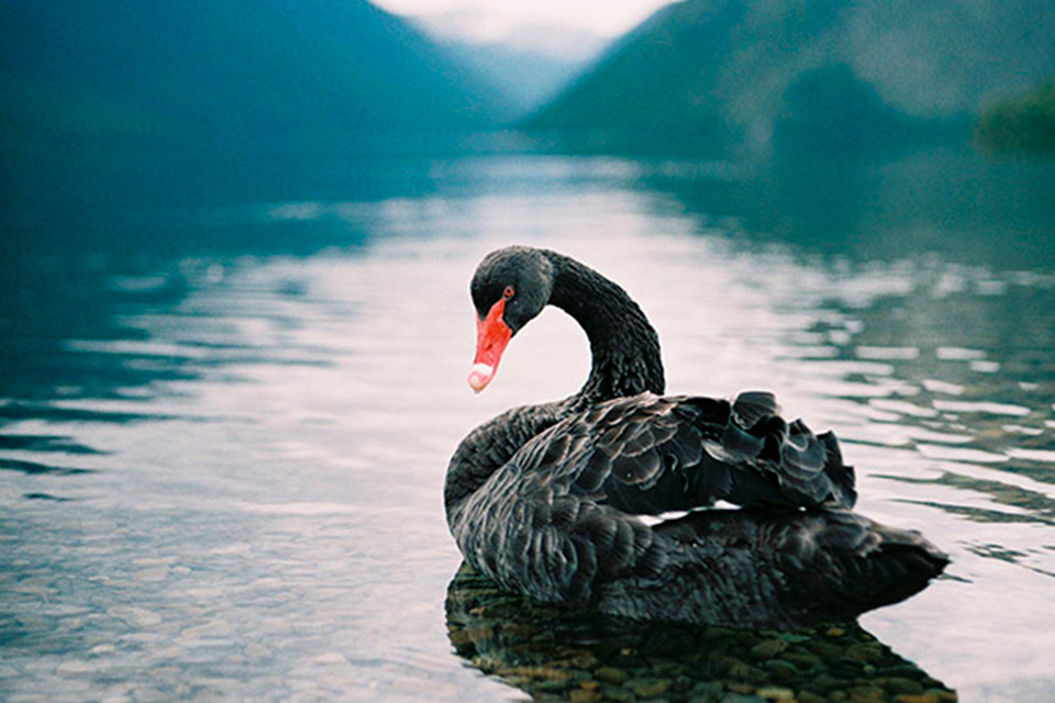 Navegando incertidumbres: “El cisne negro”