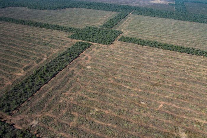 El comercio internacional y la pérdida de biodiversidad en Latinoamérica