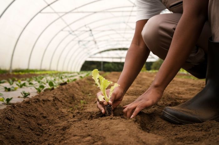 sector agrícola siembra FAO
