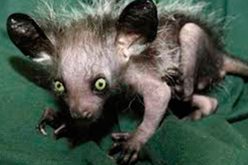 18. Glosario del interregno, letra S / Sabandija