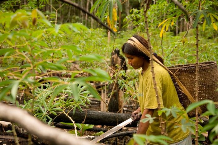 ¿Por qué las tierras indígenas son clave para conservar la biodiversidad?