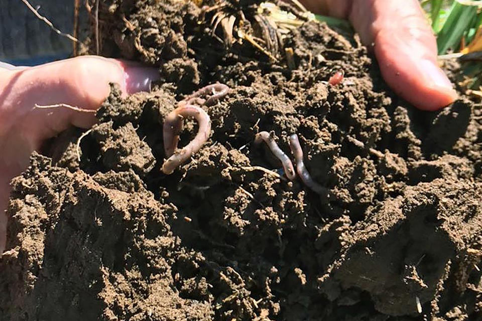 El rol vital de la diversidad del suelo para una agricultura sustentable
