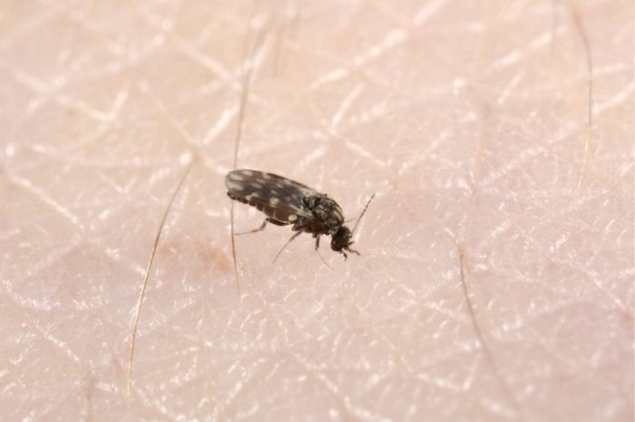 virus de oropuche