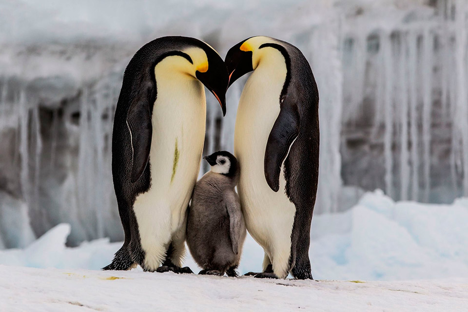 El problema del pingüino
