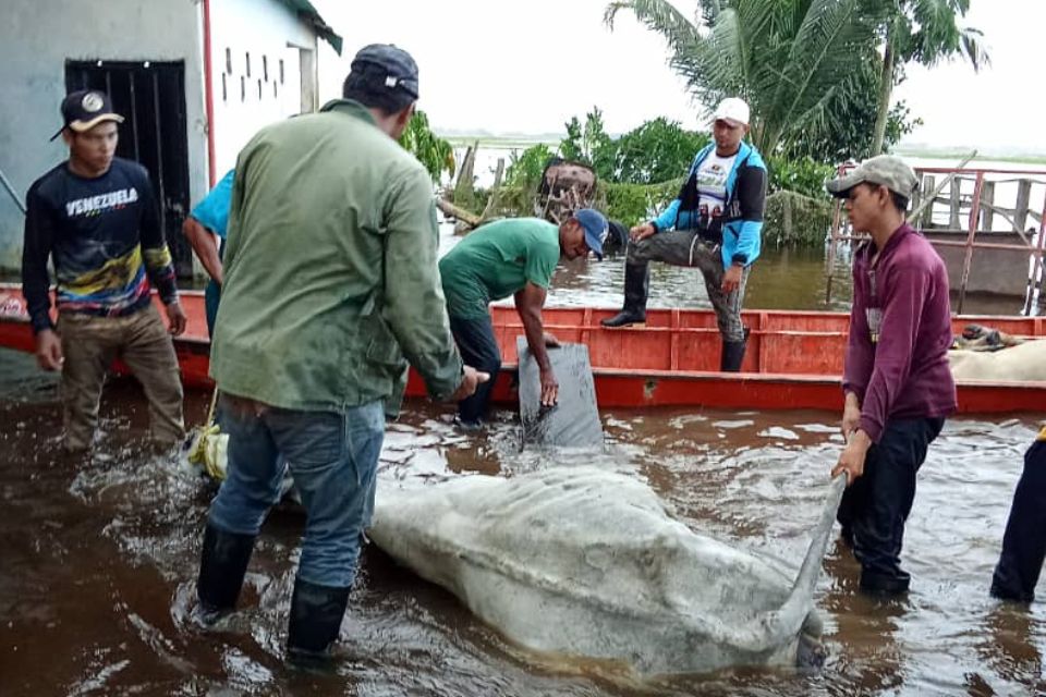 Ganaderos afectaciones lluvias