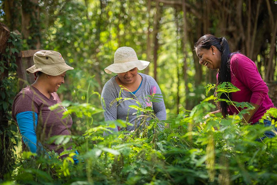 Reconocer el rol transformador de las mujeres de AL y el Caribe para la crisis climática