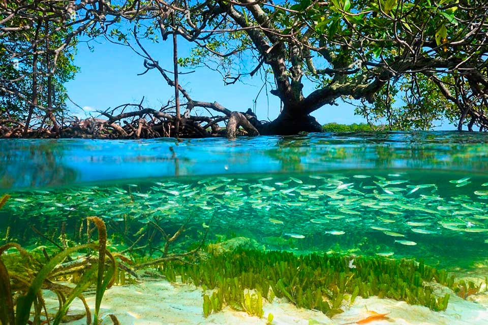 Raíces de la resiliencia: salvaguardando los manglares del Caribe