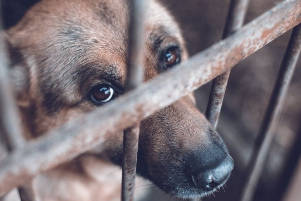 maltrato animal