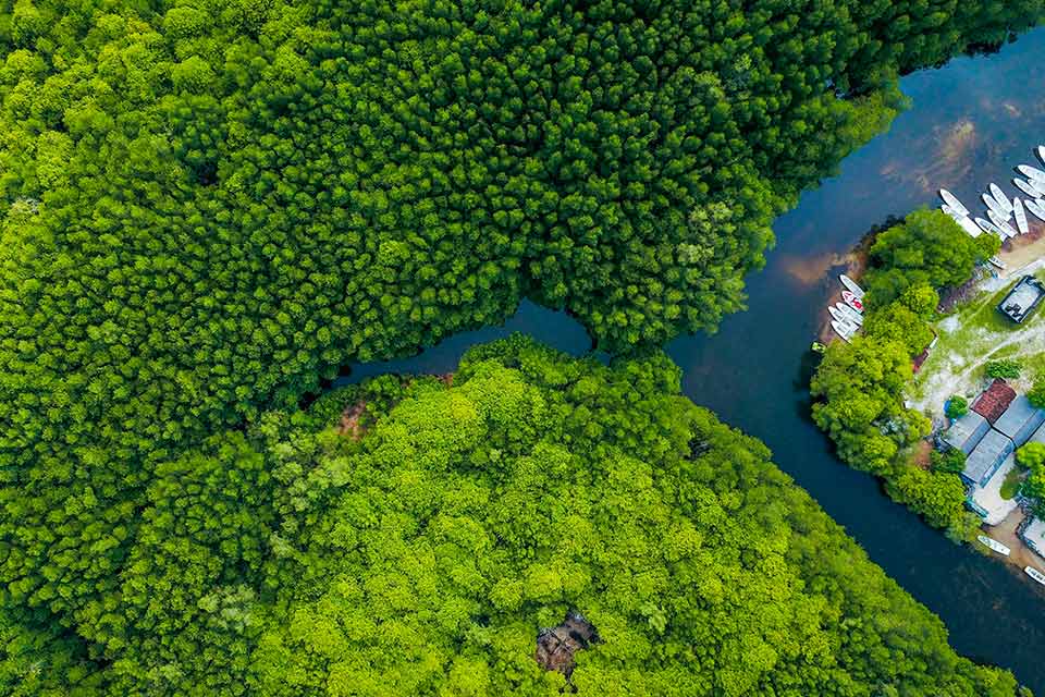 Acelerando la acción climática a través de la protección y restauración de manglares