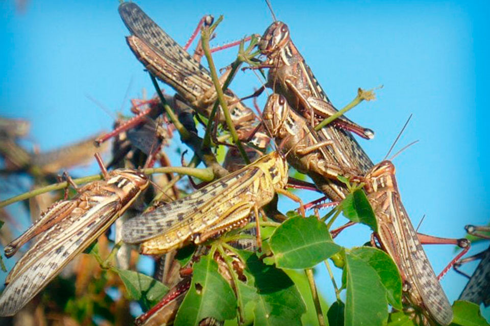 Las langostas invaden a Duaca en 1913