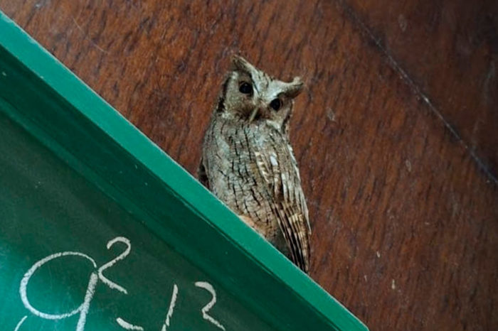El búho