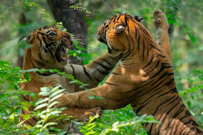 Siéntate en la montaña y mira a los tigres pelear