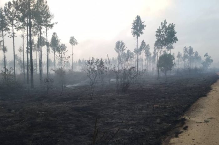 Incendio bosque Uverito