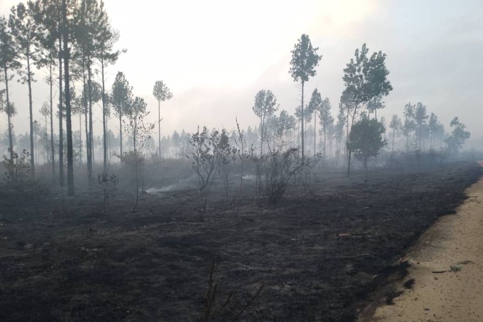 Incendio bosque Uverito